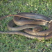 Neotropical Whip Snake - Photo (c) felix_maldonado, some rights reserved (CC BY-NC), uploaded by felix_maldonado