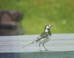 Motacilla alba yarrellii