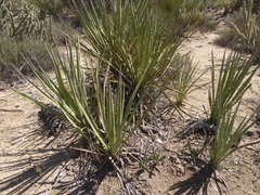 Yucca schidigera