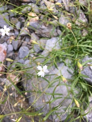 Heliosperma pusillum