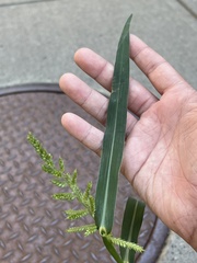 Echinochloa muricata