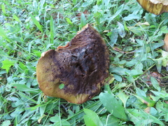 Boletus edulis