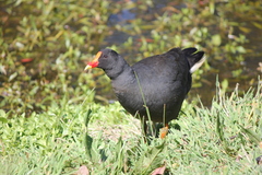 Gallinula tenebrosa