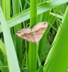 Scotopteryx chenopodiata