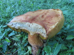 Boletus edulis
