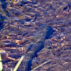 Salvelinus fontinalis