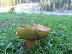 Boletus edulis