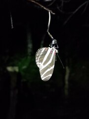 Heliconius charithonia