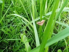 Scotopteryx chenopodiata