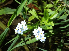 Myosotis