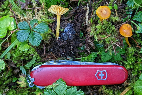 Hygrocybe parvula