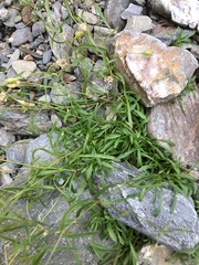 Heliosperma pusillum