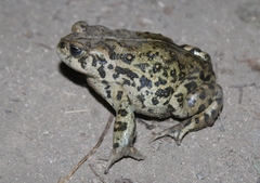 Anaxyrus boreas halophilus