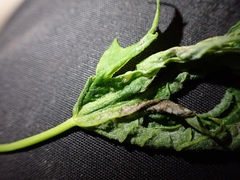 Dasineura aceris