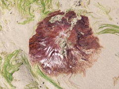 Cyanea ferruginea
