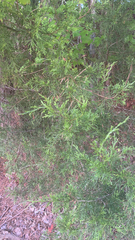 Juniperus virginiana