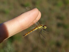 Sympetrum depressiusculum