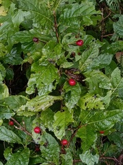 Lonicera alpigena