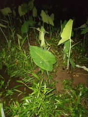 Xanthosoma sagittifolium