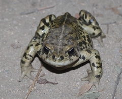 Anaxyrus boreas halophilus