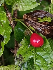 Lonicera alpigena