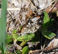 Phyciodes phaon