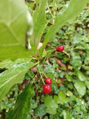 Lonicera alpigena