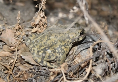 Anaxyrus boreas halophilus