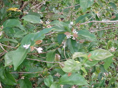 Coffea sessiliflora