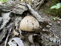 Echinoderma asperum