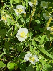 Physalis acutifolia