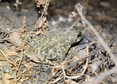 Anaxyrus boreas halophilus