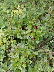 Lonicera alpigena