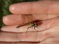 Sympetrum depressiusculum