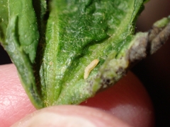 Dasineura aceris