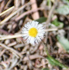 Erigeron procumbens