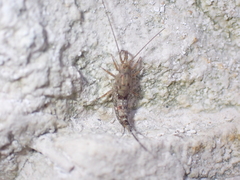 Archaeognatha
