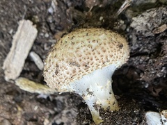Echinoderma asperum