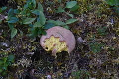 Suillus ochraceoroseus