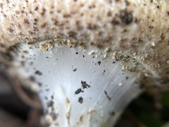 Echinoderma asperum