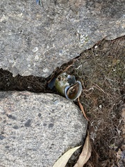 Cipangopaludina chinensis