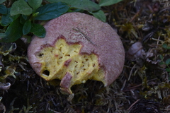 Suillus ochraceoroseus
