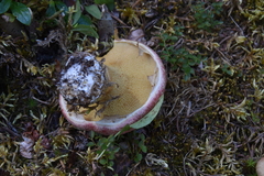 Suillus ochraceoroseus