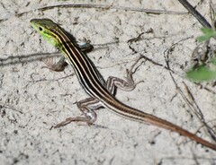 Aspidoscelis sexlineatus