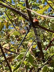 Rhionaeschna multicolor