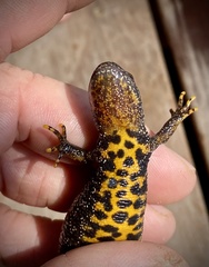 Triturus cristatus