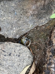 Cipangopaludina chinensis