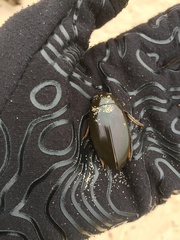 Hydrophilus triangularis