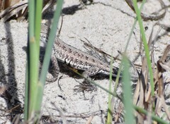 Holbrookia propinqua
