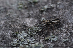 Pseudicius encarpatus